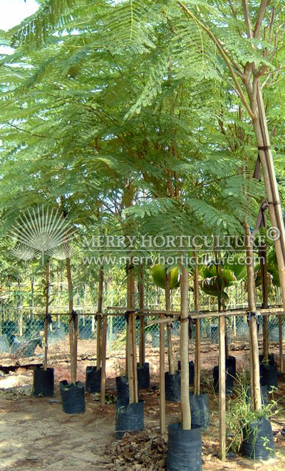 Delonix regia 1